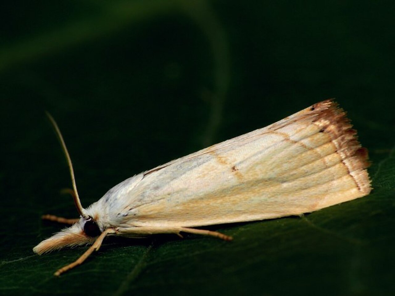 Xanthocrambus saxonellus1.jpg