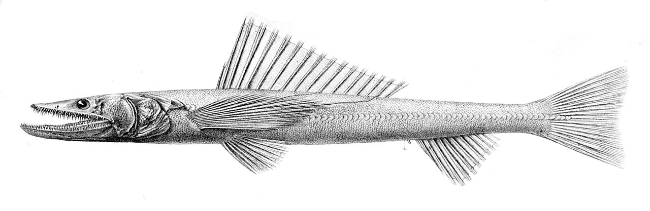 Bathysaurus ferox0.jpg