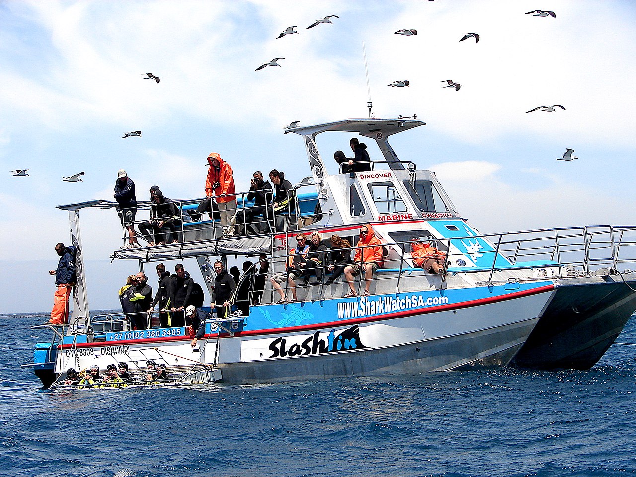 Cage diving, Gansbaai (South Africa).jpg