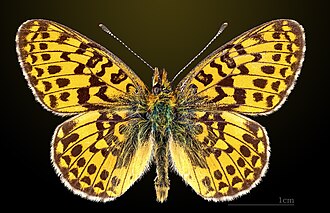 Dorsal side