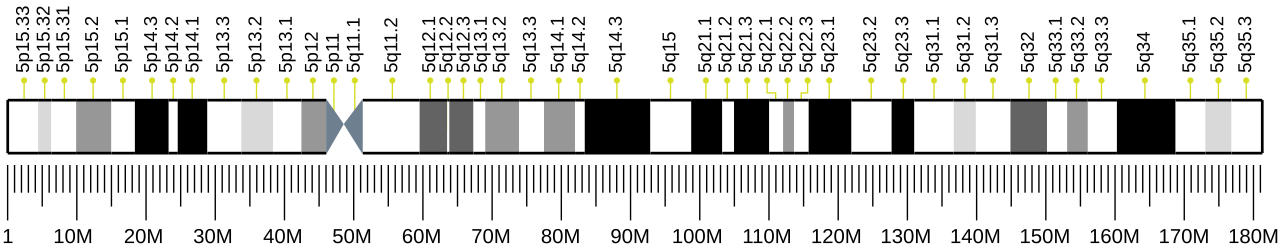 Human chromosome 5 ideogram.svg