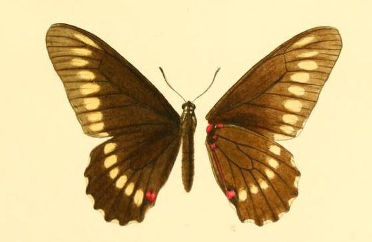 Mimoides microdamas.JPG