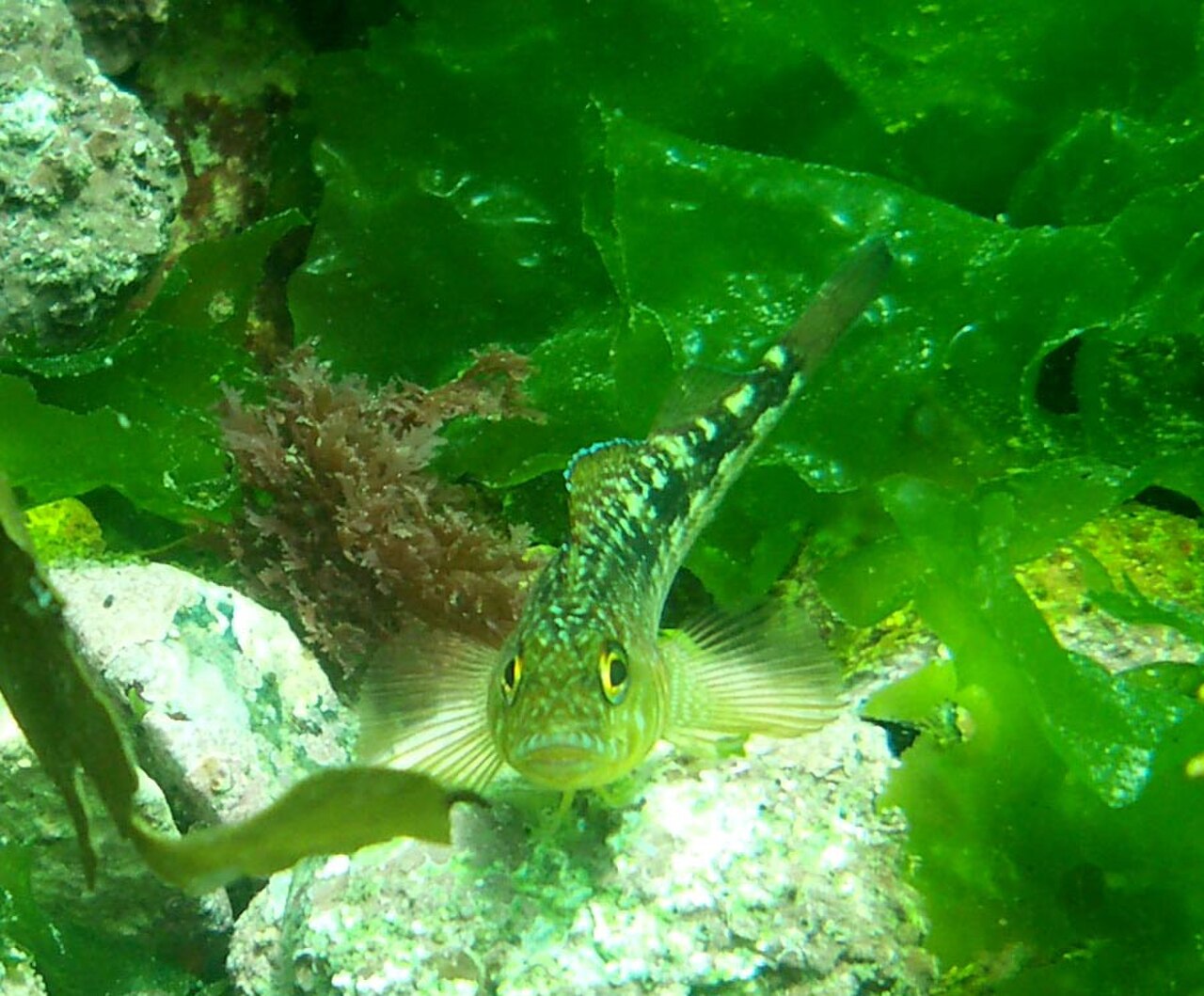 Variable triplefin.JPG