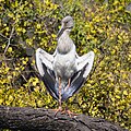 Asian openbill in the delta-wing pose