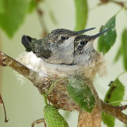 Hummingbird nestlings ready to fledge