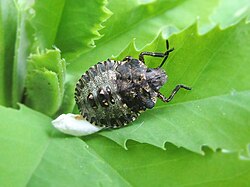 Young nymph