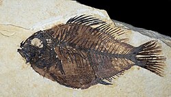 Cockerellites liops from Fossil Lake. An extinct perch. About 11.5 centimetres (4.5 in) long.[10]