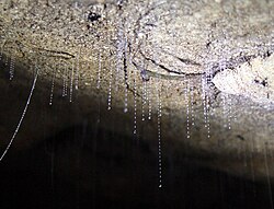 Two New Zealand glowworms (Arachnocampa luminosa) from the Waitomo Caves of New Zealand