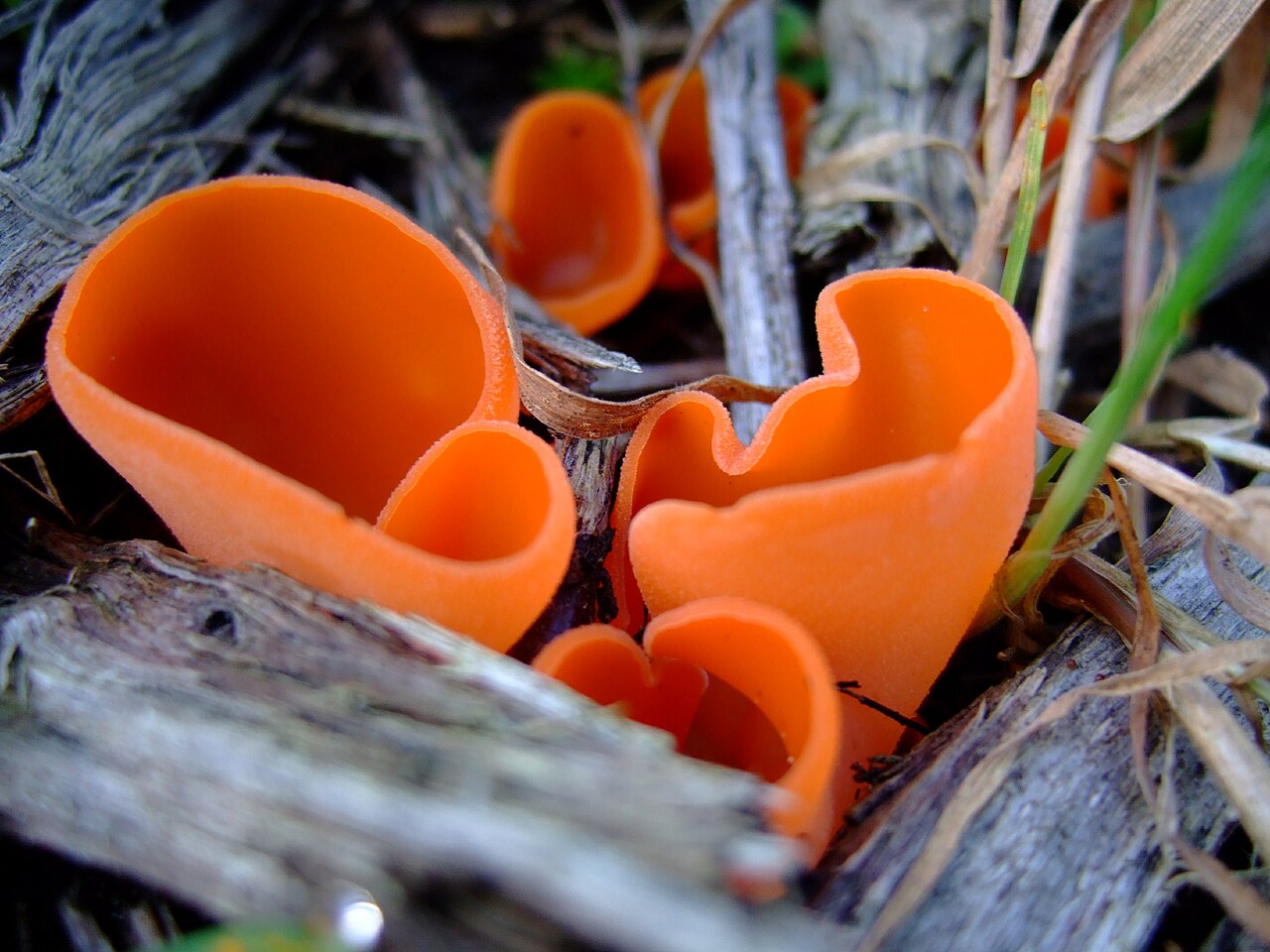 Aleuria aurantia 1.jpg