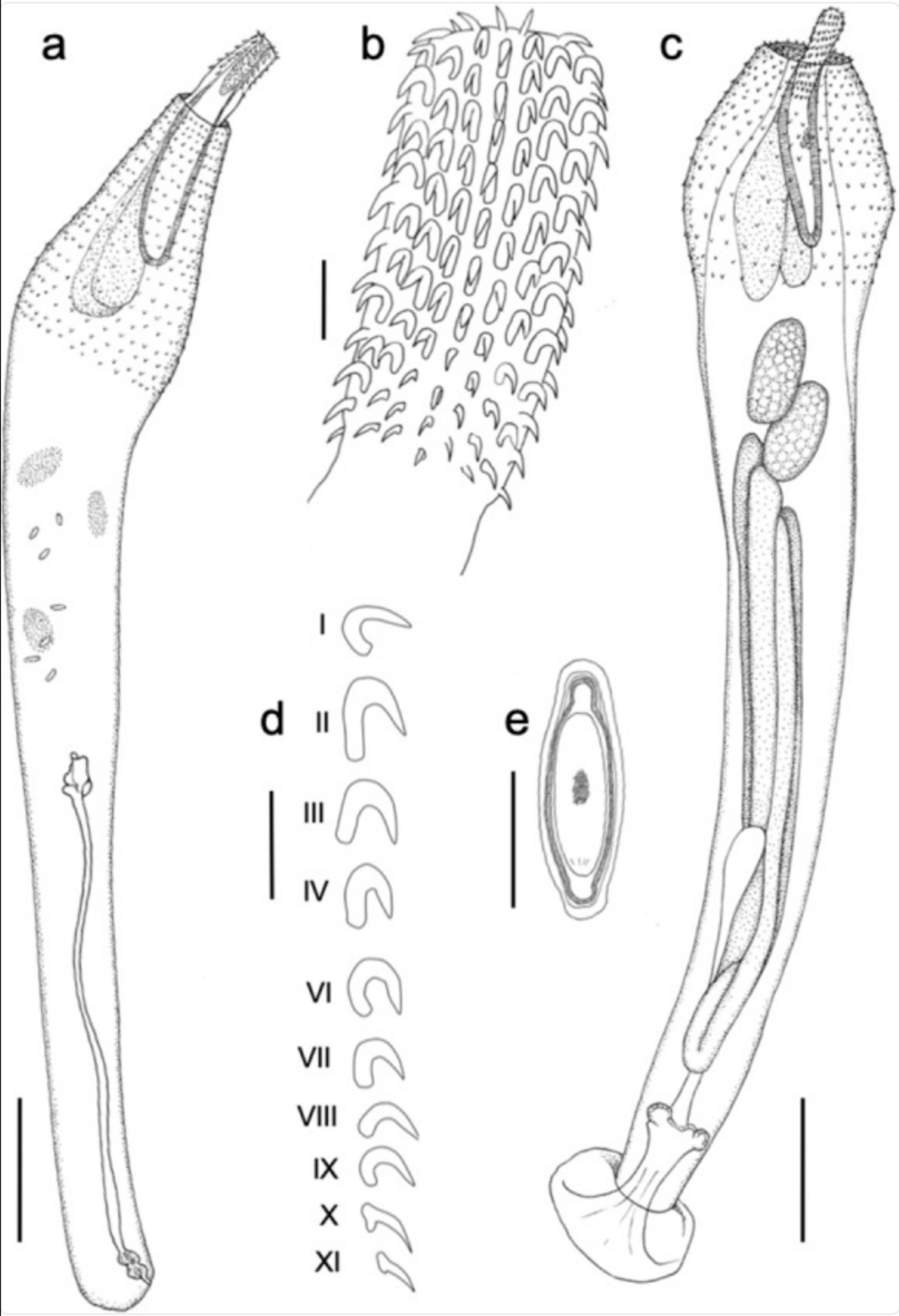Polymorphus.png