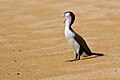 Pied Cormorant