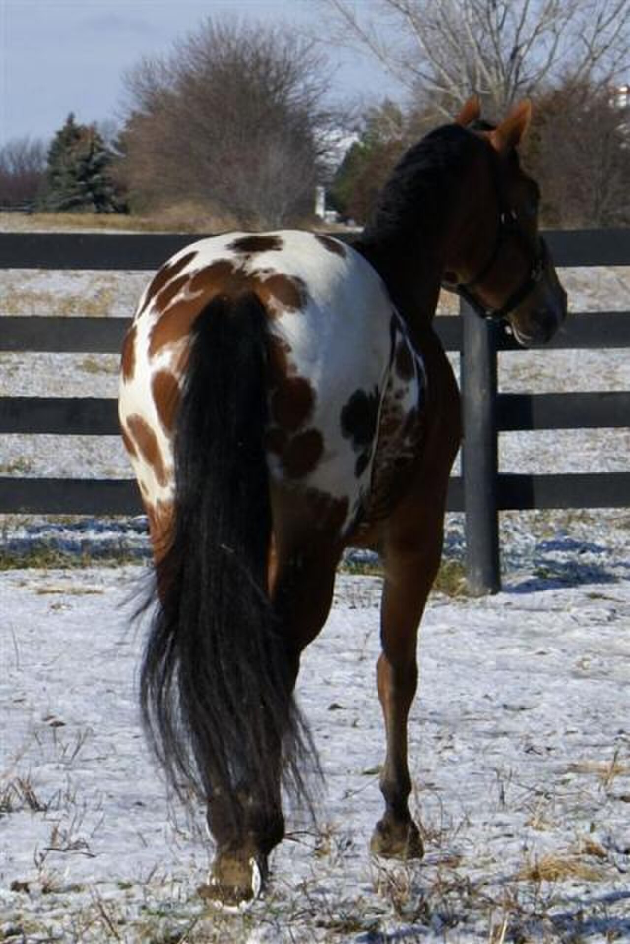 Appaloosa (DSC00229).jpg