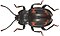 Brachytrycherus bipunctatus.jpg