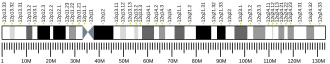 Chromosome 12 (human)
