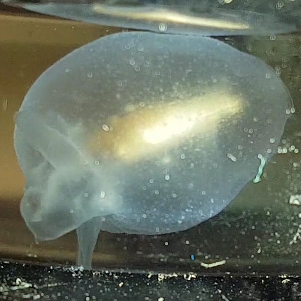 Cliopsis krohnii.jpg