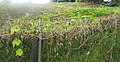 Chayote plantation (Réunion Island)