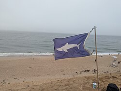 A blue flag with a white picture of a shark, flying at a beach
