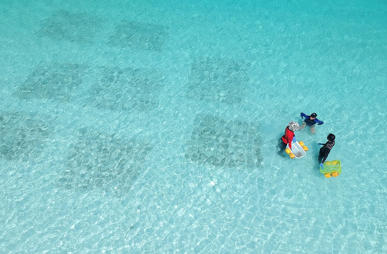 Coral Propagation.jpg