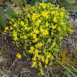 Sedum acre