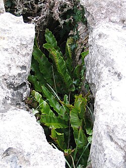 hart's tongue fern Asplenium scolopendrium in a gryke in limestone pavement