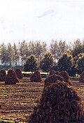 Hay in the fields