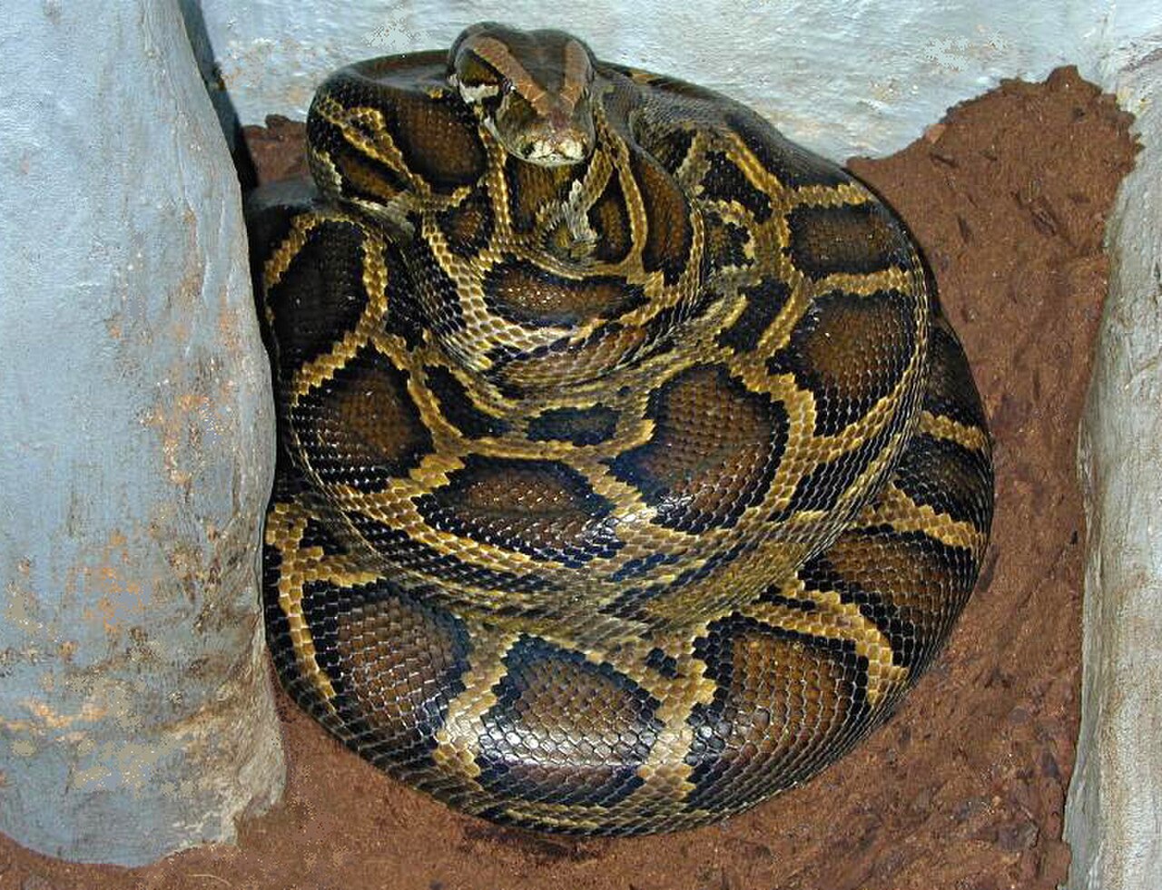 Brooding female Python molurus bivittatus.jpg