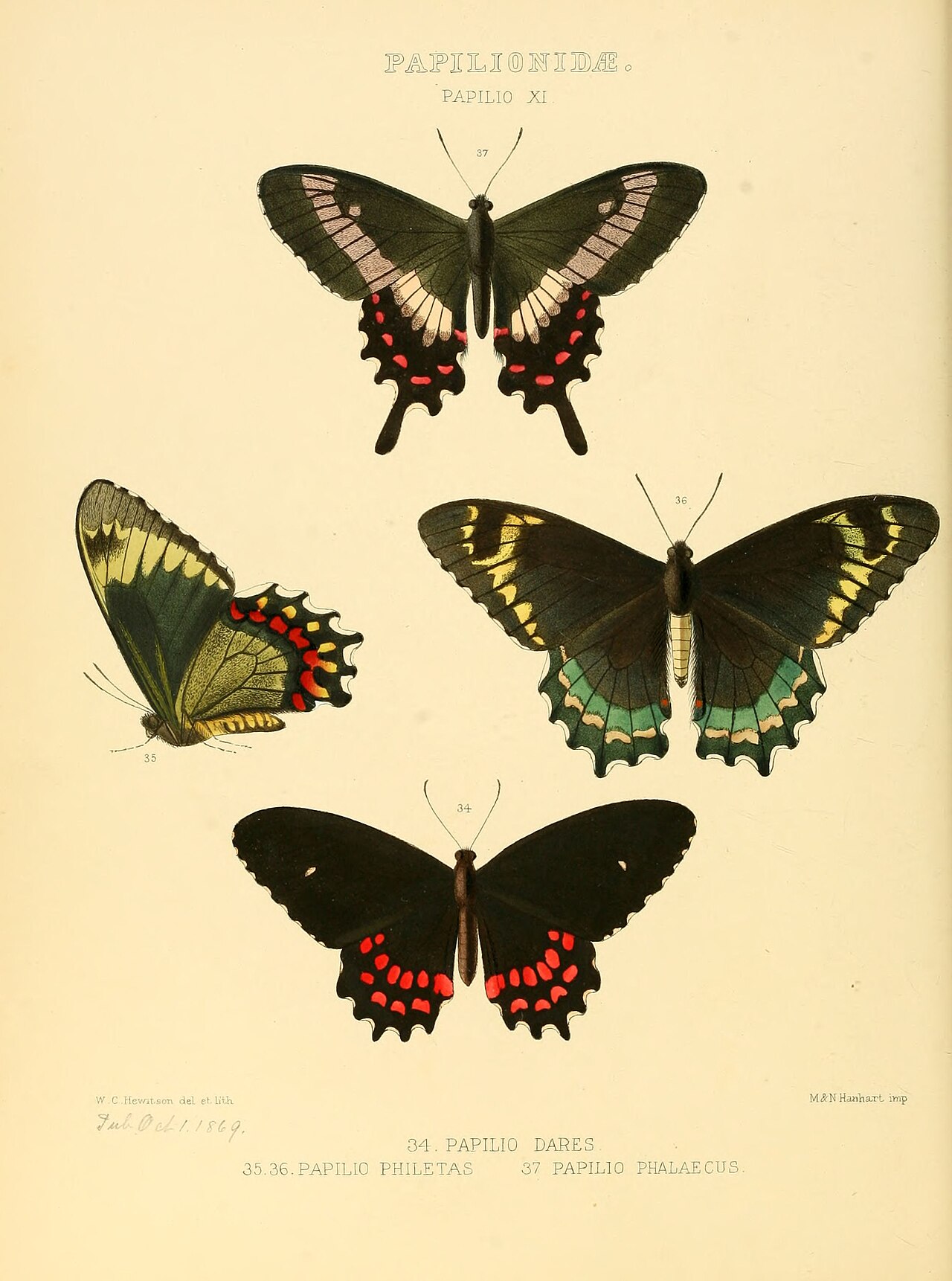 Illustrations of new species of exotic butterflies Papilio XI.jpg