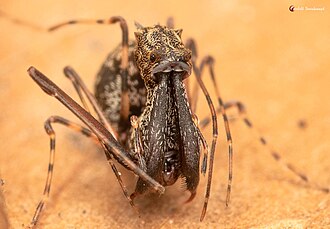 female A. cornuta