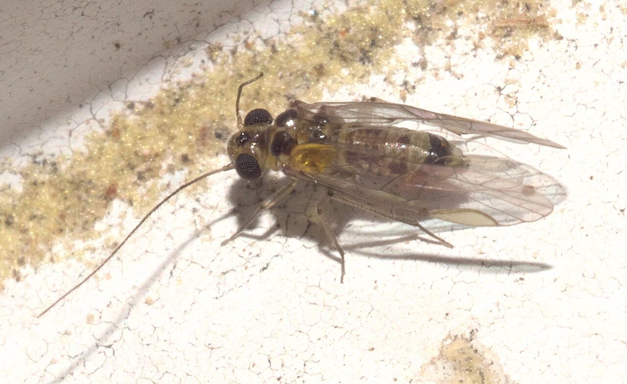 Blastopsocus variabilis - inat 81862187.jpg