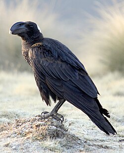 Thick-billed