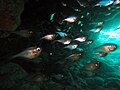 Glassy sweeper (genus Pempheris) inside cave