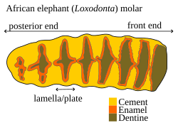 Diagram of the anatomy of the upper surface of a worn African elephant (Loxodonta) molar