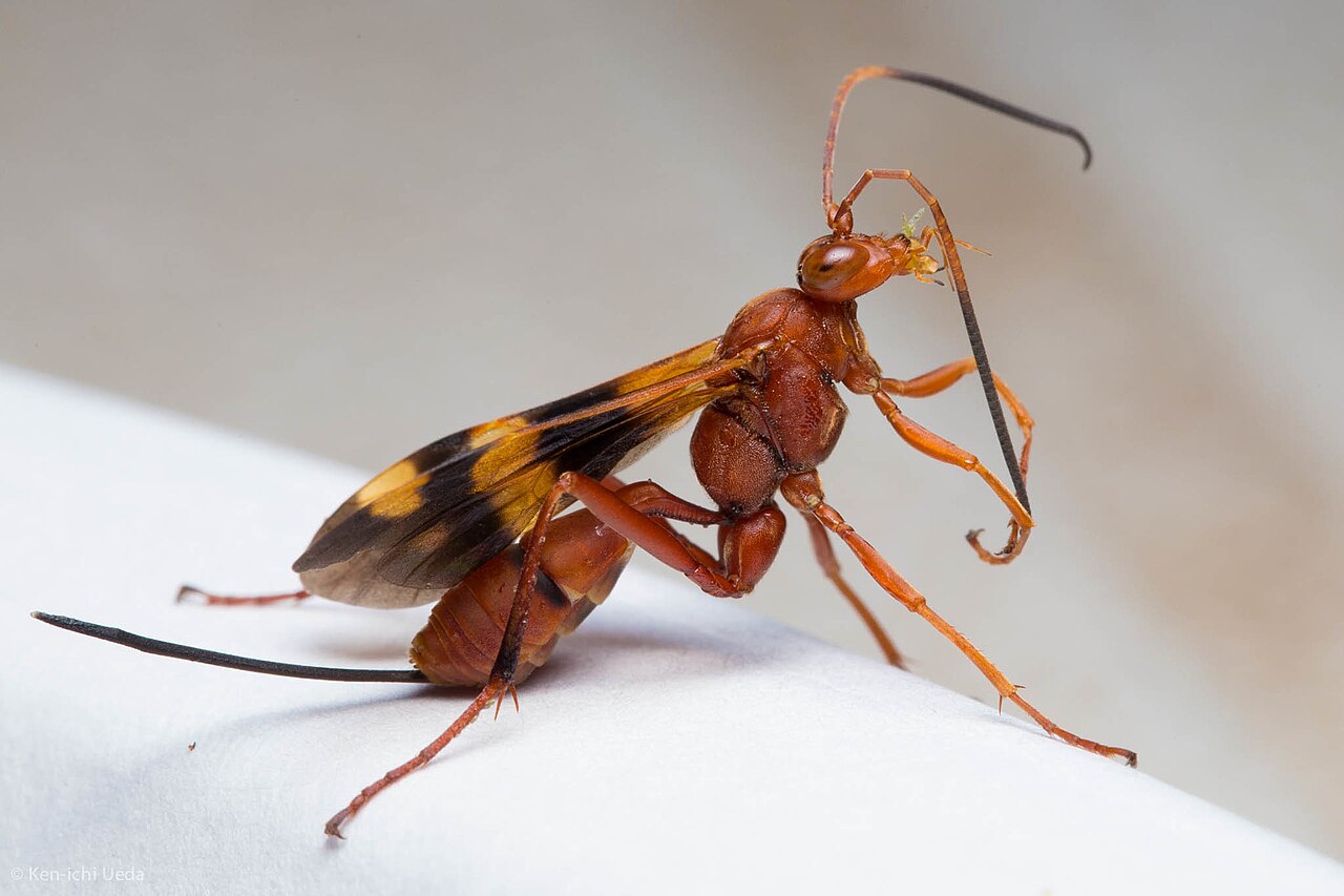 Compsocryptus texensis.jpg