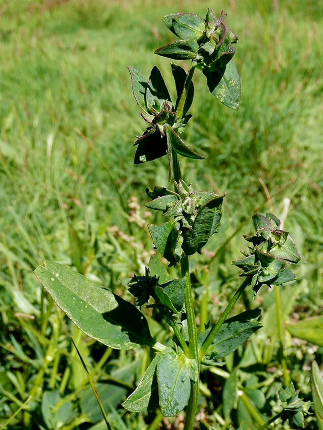 Atriplex longipes 3 Rügen 8-2008 (Eckhard Garve).jpg