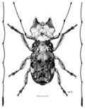 Hoherius meinertzhageni