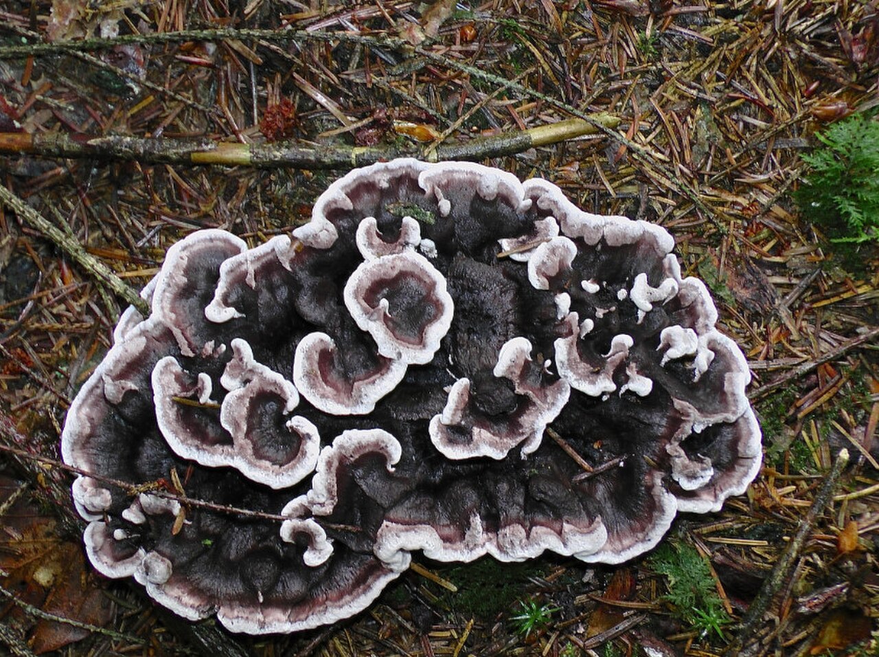 Phellodon melaleucus 264419.jpg