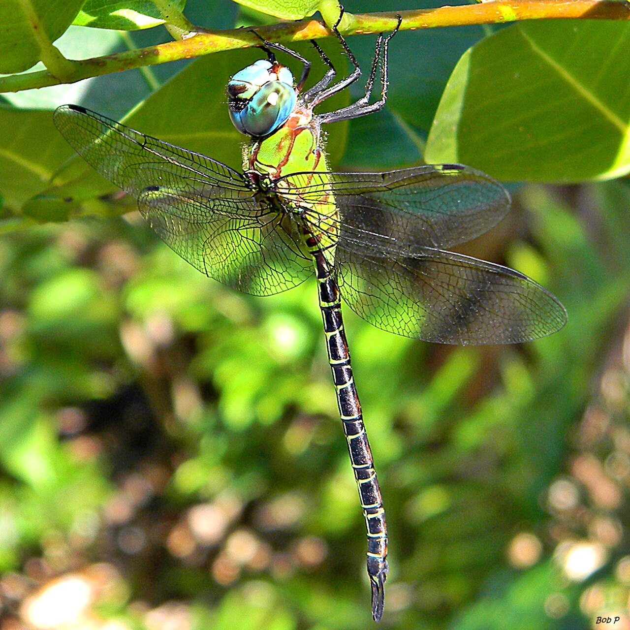 Blue-faced Darner (Coryphaeschna adnexa).jpg