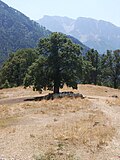 Sheep under the shade of a tree near Konitsa