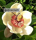 Flower of Magnolia × wieseneri showing the many pistils making up the gynoecium in the middle of the flower. The fruit of this flower is an aggregation of follicles.