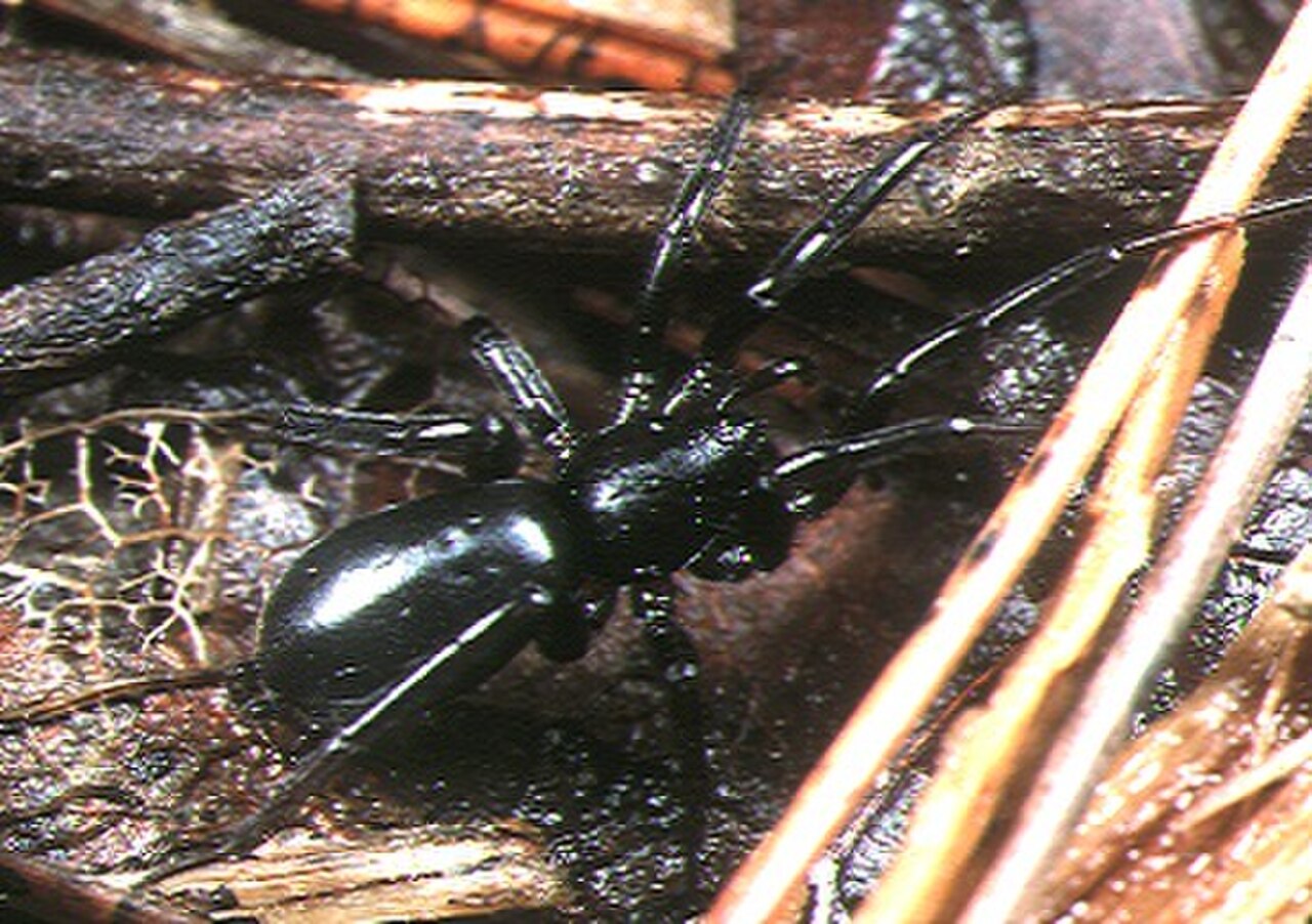 Zelotes.iriomotensis.female.-.tanikawa.jpg