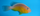 Photo of species