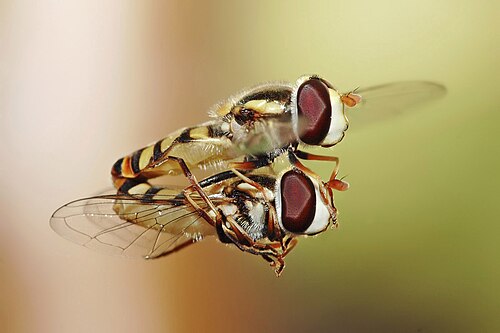 Hoverflies mating in midair