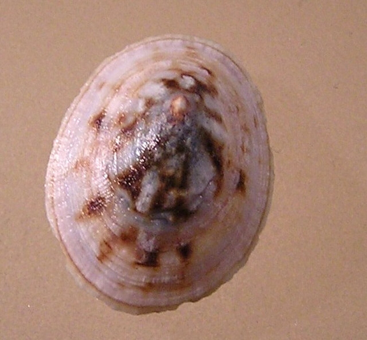 Testudinalia testudinalis 002.jpg