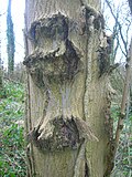 Canker on an ash tree