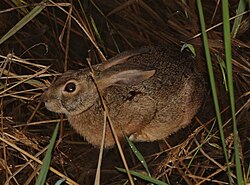 Brown hare seen from above