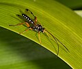 Echthromorpha intricatoria