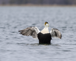 A Drake Common Eider in the Nonesuch River, Scarborough, Maine