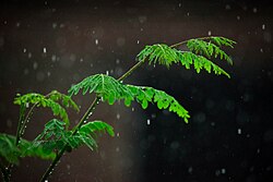 Rain dropping on leaves