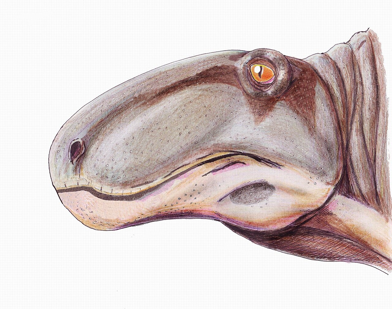 Steppesaurus1DB.jpg