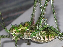 Late instar female